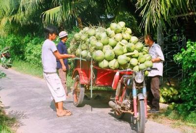 Bỏ mối dừa tại tphcm
