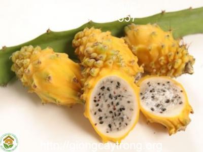 Cây giống thanh long vàng Malaysia ( vỏ vàng, ruột vàng)