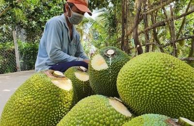Địa chỉ mua mít Thái loại 1 giòn ngon, ngọt lịm. Bí quyết chọn mít thái ngon không