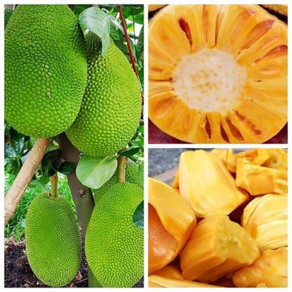 Mít thái thơm ngon và bổ dưỡng
