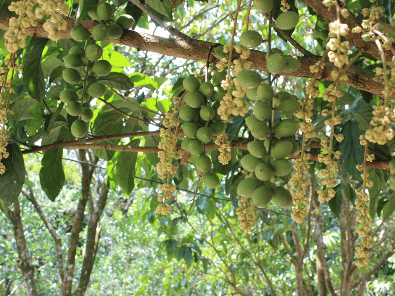 Tìm nguồn hàng sỉ trái cây